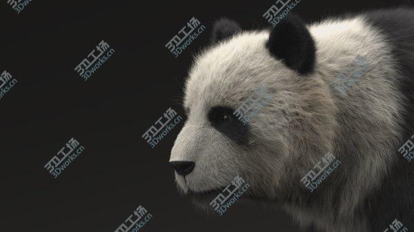 images/goods_img/20210312/Giant Panda 3D model/5.jpg